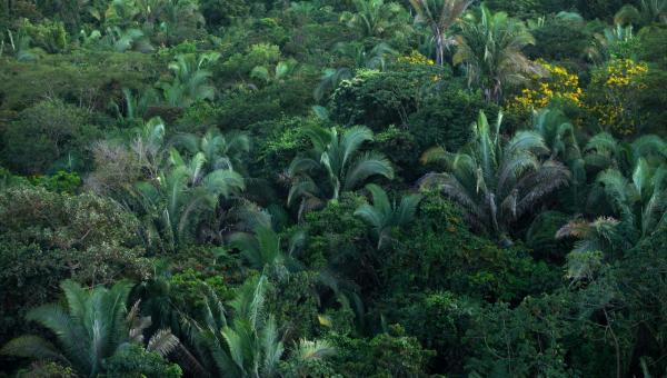 Rede Transformar seleciona projetos de proteção do bioma Amazônico