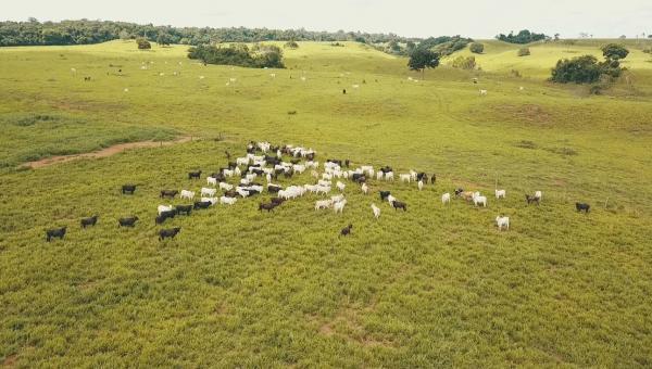 Ruraltins realiza Dia de Campo com apresentação de resultados produtivos na intensificação de Pastagem