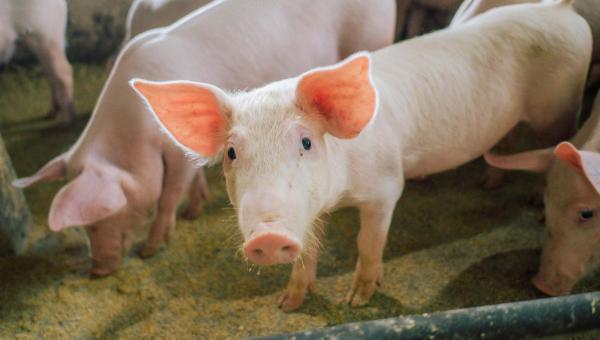 Adapec conclui monitoramento sorológico de Peste Suína Clássica e comprova ausência de vírus da doença no Tocantins