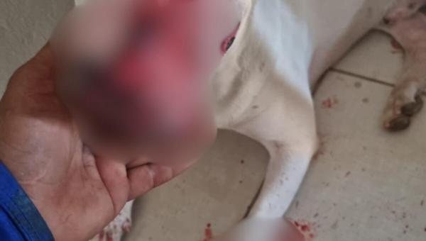 Suspeito de esfaquear focinho e patas de cachorro é preso pela Polícia Civil em Palmas