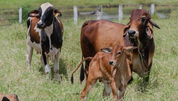 Tocantins alcança índice vacinal de 91,93% contra brucelose
