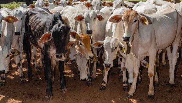 Tocantins atinge índice de 90,80% na vacinação contra brucelose no segundo semestre