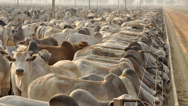 Tocantins é reconhecido internacionalmente livre da febre aftosa sem vacinação pela Organização Mundial de Saúde Animal