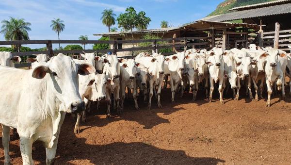 Tocantins inicia campanha de vacinação contra febre aftosa dia 1º de maio com novas estratégias