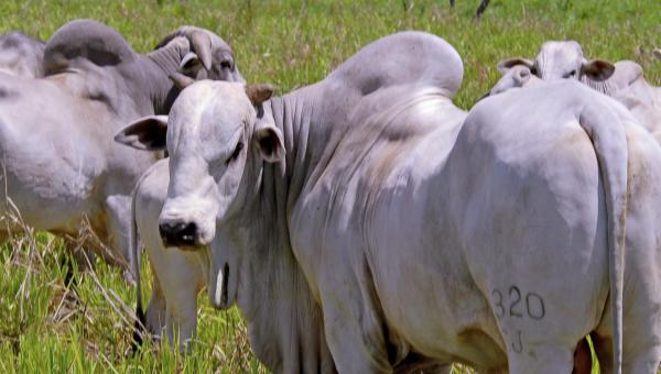 Tocantins reduz alíquota de ICMS de gado bovino a menos de 5%