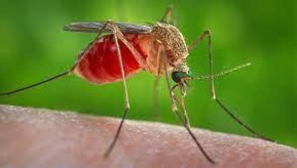 Tocantins registra primeiro caso de Febre do Nilo Ocidental