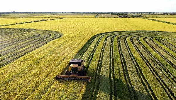 Tocantins se consolida como terceiro maior produtor de arroz do Brasil