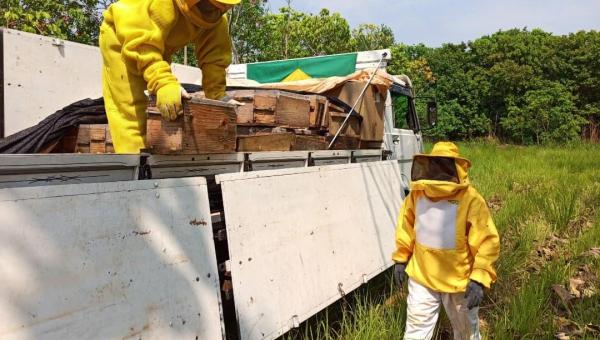 Tocantins se destaca e registra o maior crescimento na produção de mel no Brasil