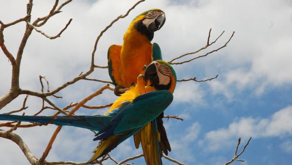 Turismo de observação de aves é um dos potenciais turísticos do Tocantins 