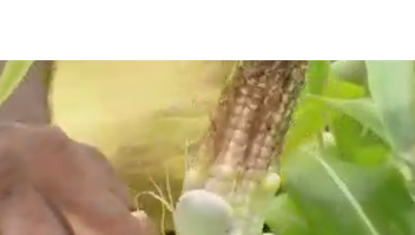 EXCLUSIVO: Grãos de fava são encontrados em espiga de milho