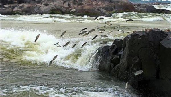 Governo do Tocantins prorroga piracema por mais 30 dias