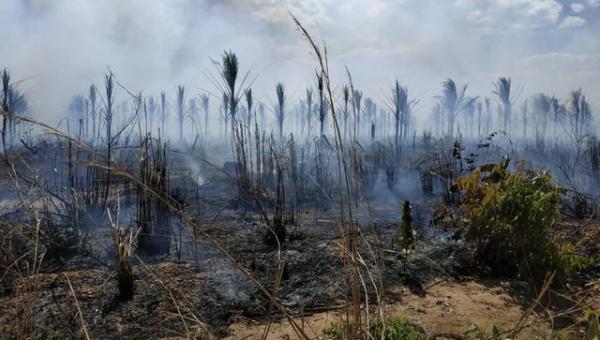Incêndio devasta plantação de 5 mil pés de coco entre Palmas e Porto Nacional