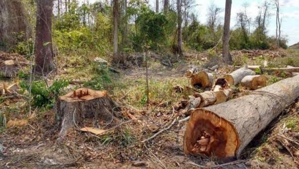 MP abre investigação após Naturatins emitir 557 licenças para desmatamento em um único dia