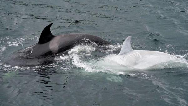 Orca branca rara é filmada por biólogos no Alasca