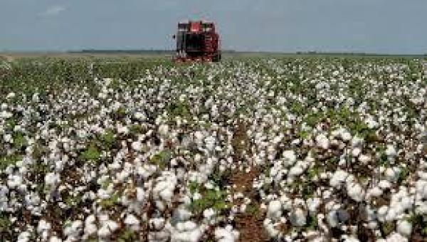 Para banco, cenário é desafiador para agronegócio nos próximos meses