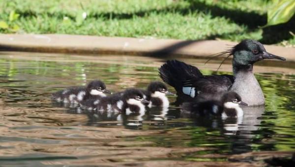 Pesquisadores encontram 25 patos-mergulhões no Jalapão; ave é uma das mais raras e ameaçadas do mundo