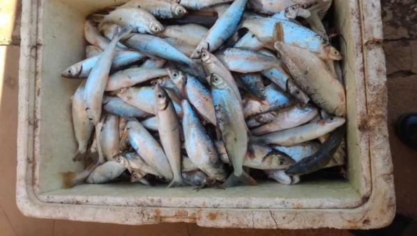 Polícia ambiental apreende 200 kg de peixes após denúncia anônima e multa pescador em R$ 4,7 mil