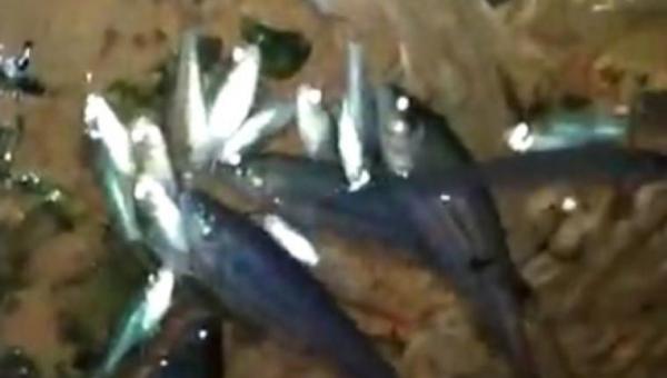 ARAGUAÍNA: Prefeitura investiga morte de milhares de peixes no rio Lontra e Naturatins envia equipe