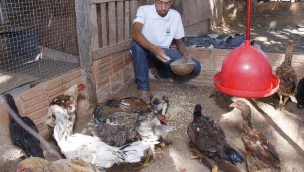 Produtor tocantinense aumenta renda com criação de frango após curso do Senar