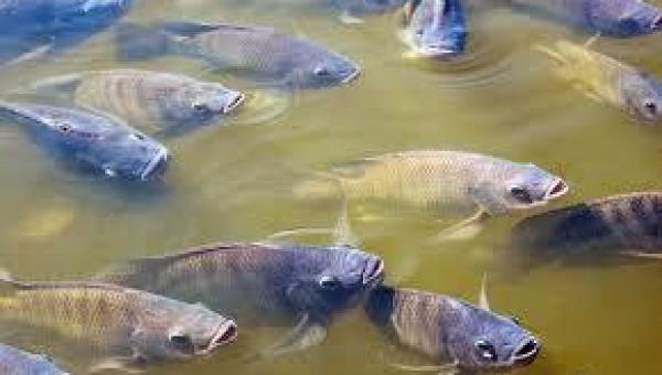 Região amazônica do Tocantins se prepara para receber a criação de tilápias