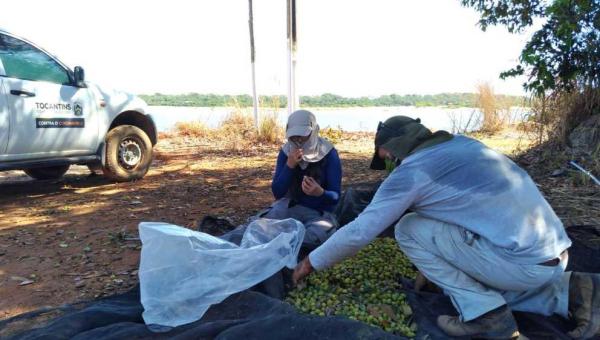 Ruraltins coleta mais de 20 mil sementes em ação na região da Ilha do Bananal