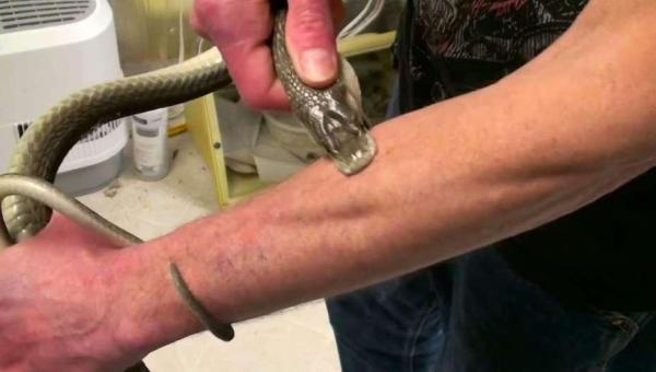 SAÚDE: O homem que recebeu picadas de 200 cobras em nome da ciência