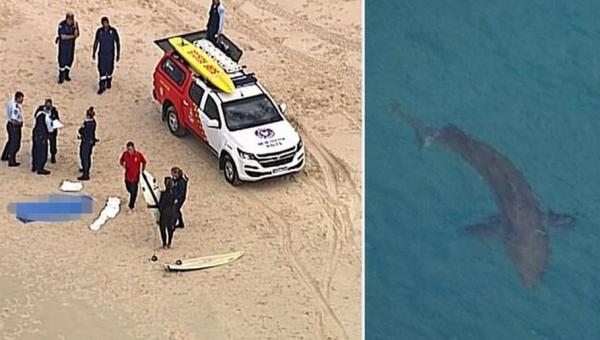 Surfista de 60 anos morre após ataque de tubarão branco na Austrália