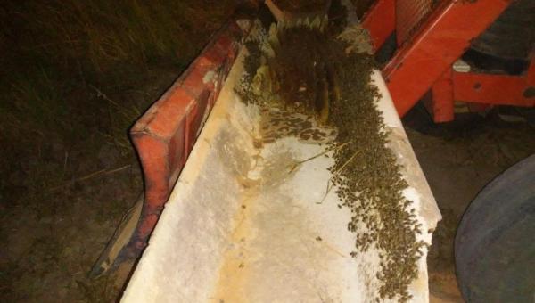 TOCANTINS: Abelhas atacam moradores e matam cachorro e galinhas 