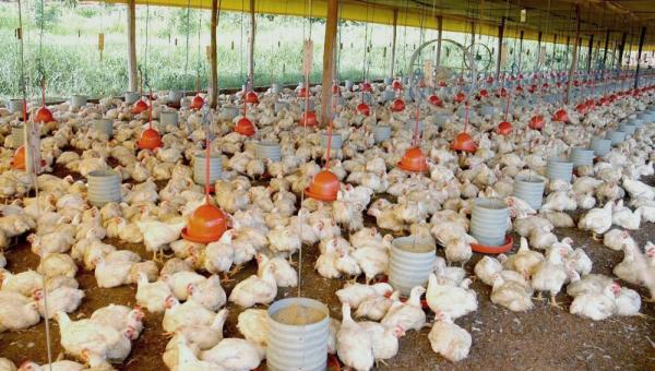 TOCANTINS: Governo trabalha para ampliar a avicultura e suinocultura no Estado