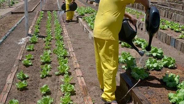 TOCANTINS: Hortas garantem trabalho, melhorias estruturais, melhor alimentação e remição para presos em Unidades Penais