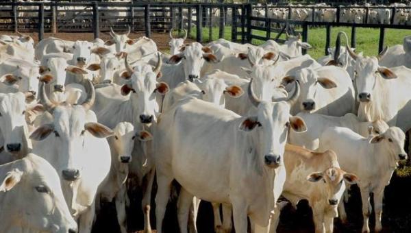 Três municípios do Tocantins recebem ações de controle contra a raiva em animais