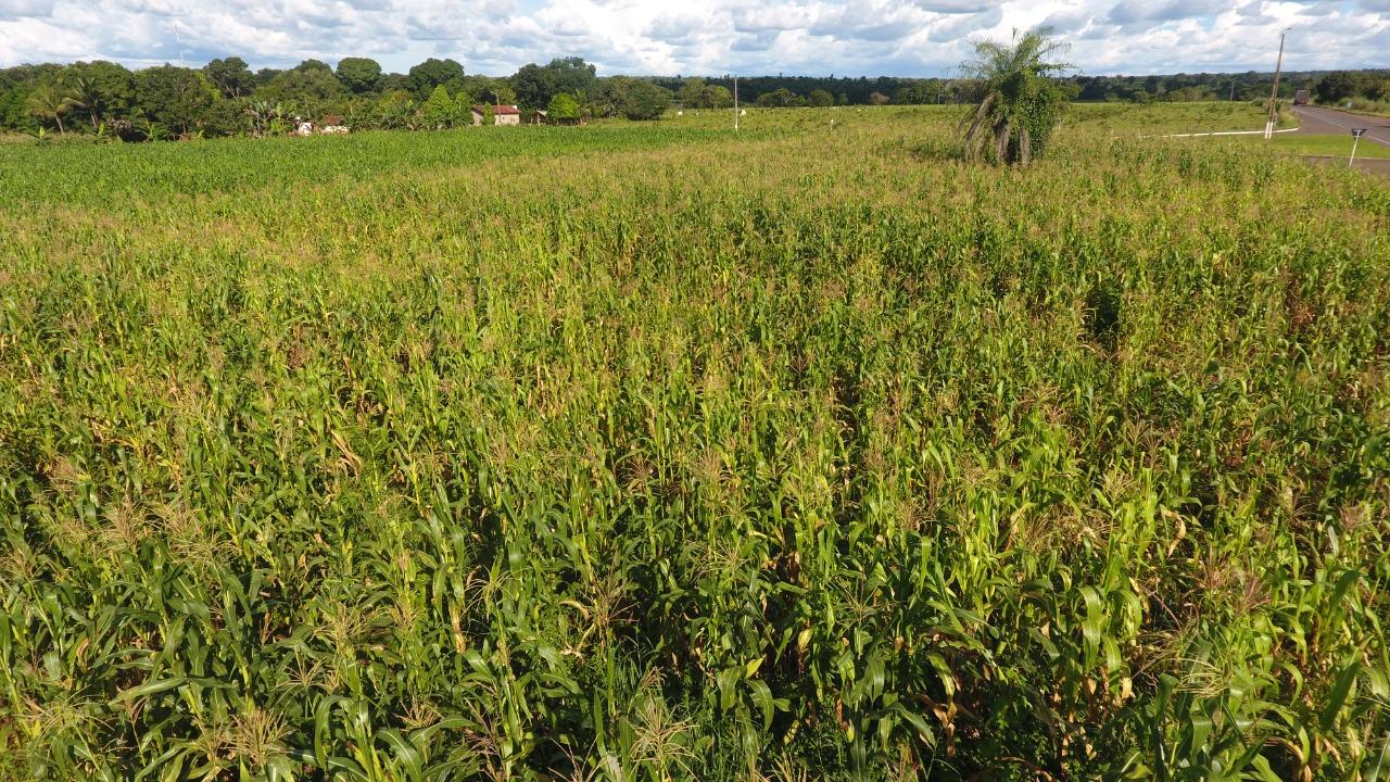 Prefeitura de Angico incentiva pequenos agricultores do Povoado Mato Redondo