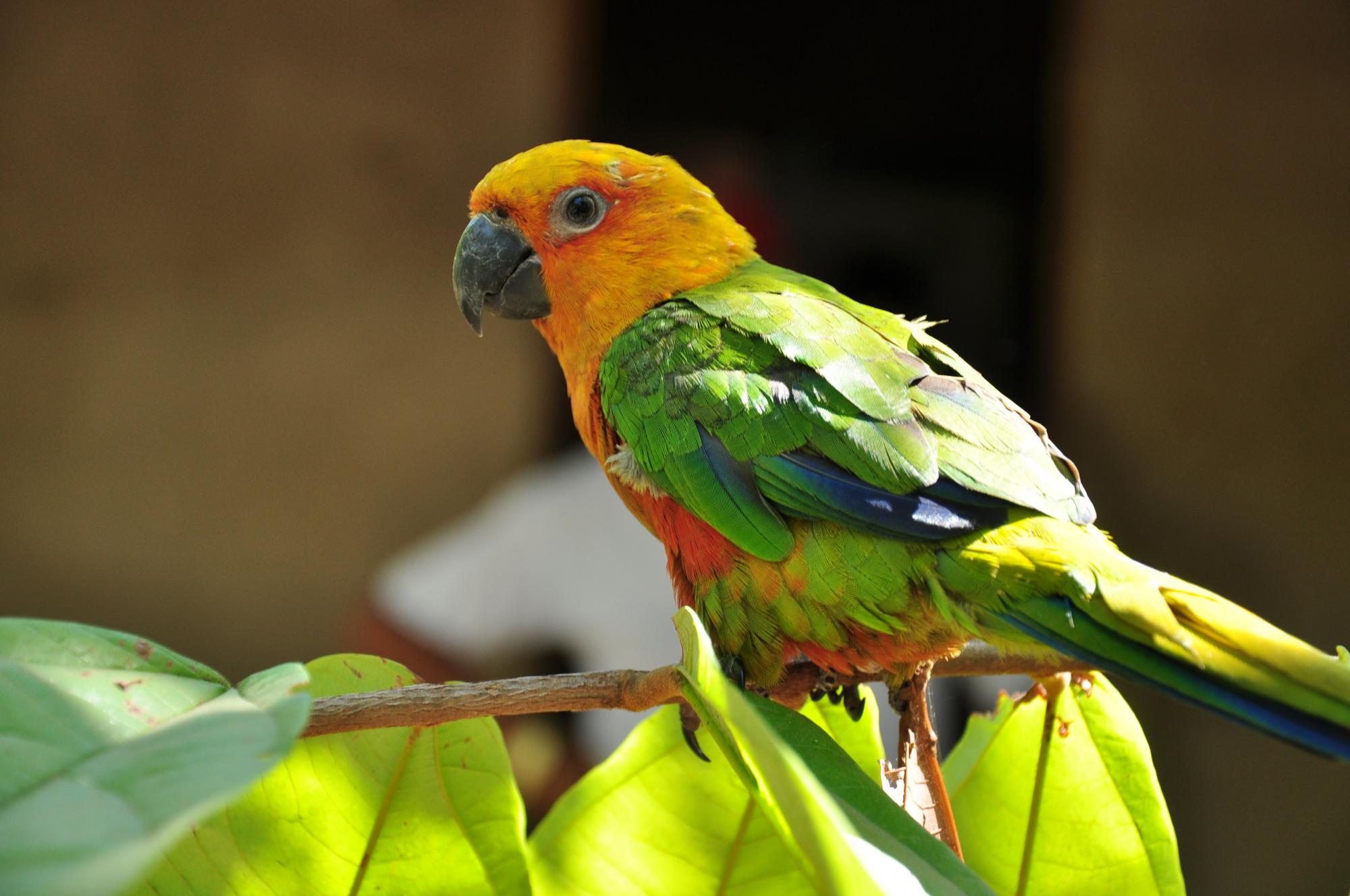 Turismo de observação de aves é um dos potenciais turísticos do Tocantins 