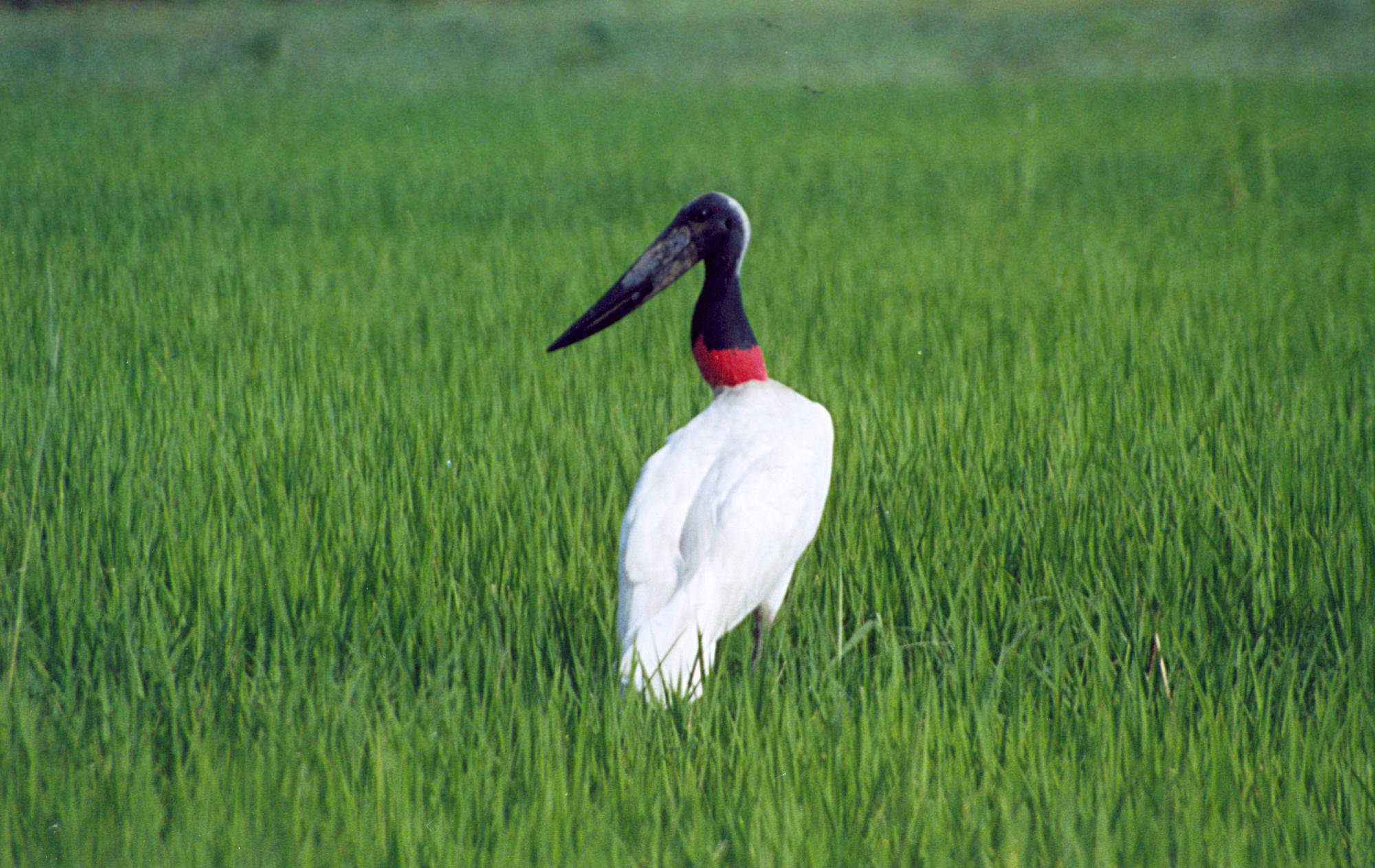Turismo de observação de aves é um dos potenciais turísticos do Tocantins 